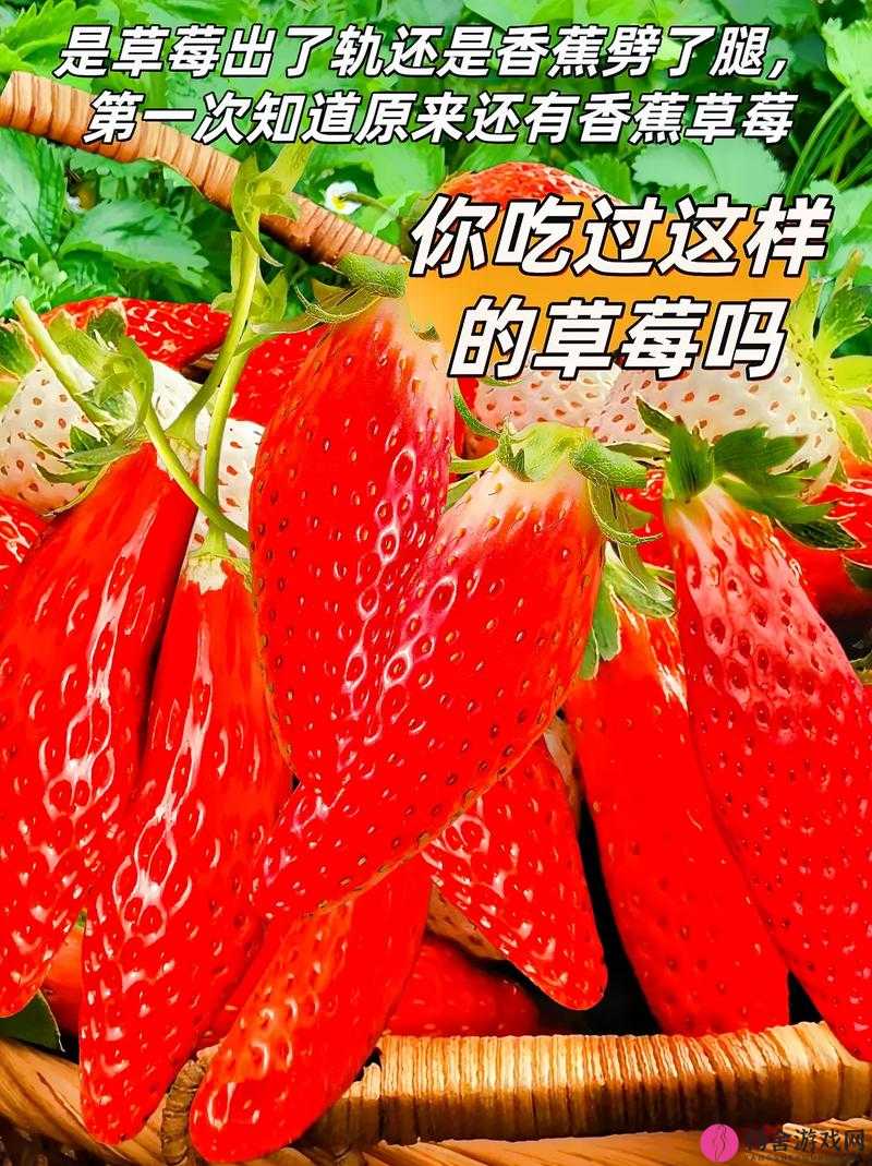 香蕉丝瓜草莓樱桃草莓榴莲知乎之它们的特点与区别探讨